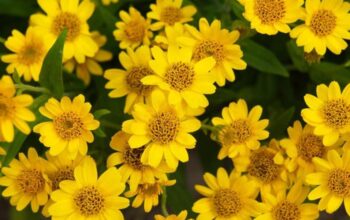 Descubra os benefícios da arnica para atletas e esportistas. Conheça como essa planta medicinal pode auxiliar na recuperação muscular, reduzir hematomas e aliviar dores após os treinos.
