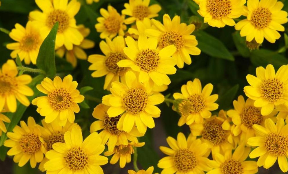 Arnica: tradição e uso no esporte